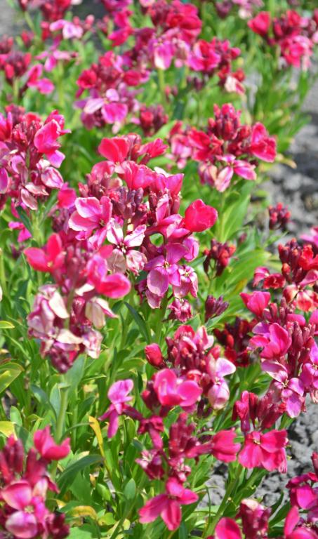 Erysimum cheiri, 'Ruby Gem'