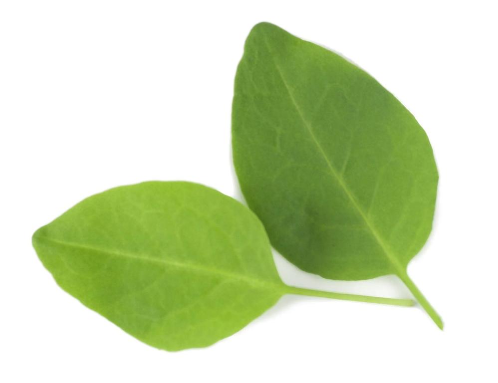 Sorrel