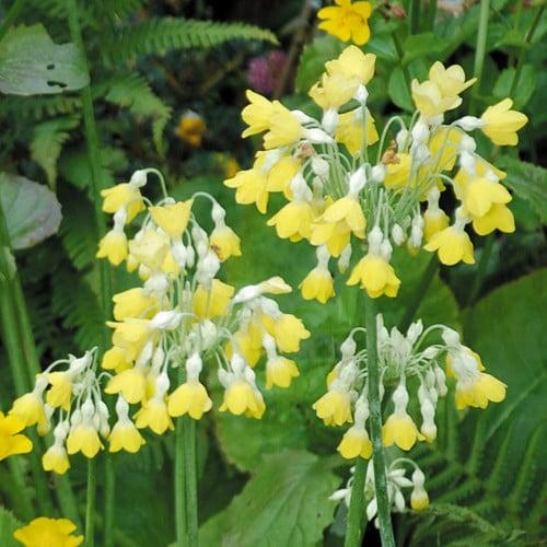 Primula florindae