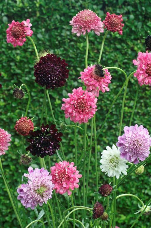 Scabiosa atropurpurea, 'Dwarf Mixed Colours'
