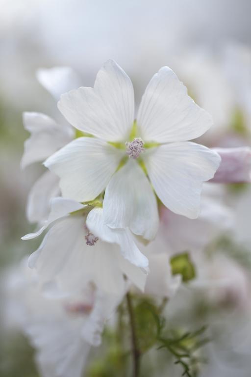 Malva moschata var. alba