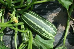 Marrow, 'Bush Baby', F1 Hybrid