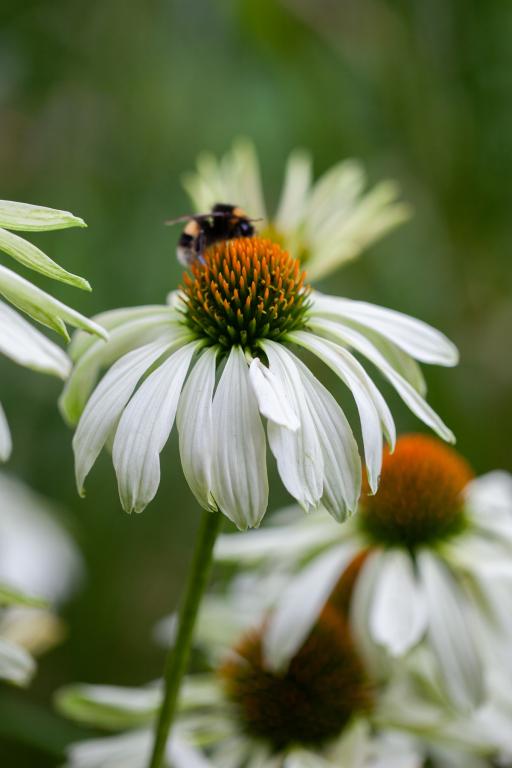 Echinacea purpurea, 'White Swan'
