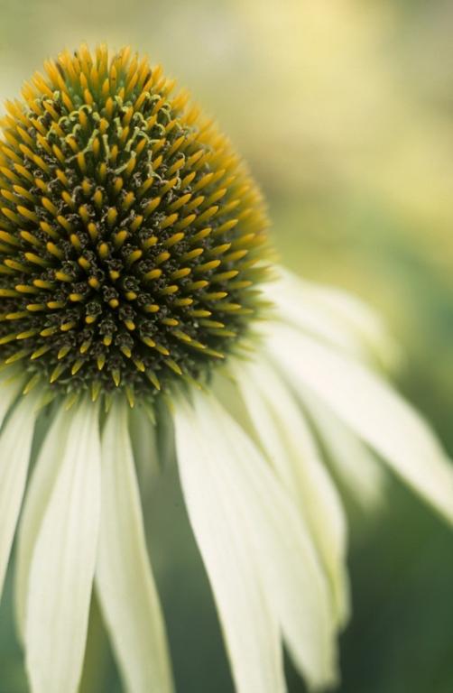 Echinacea purpurea, 'Lustre Hybrids', Mixed Colours