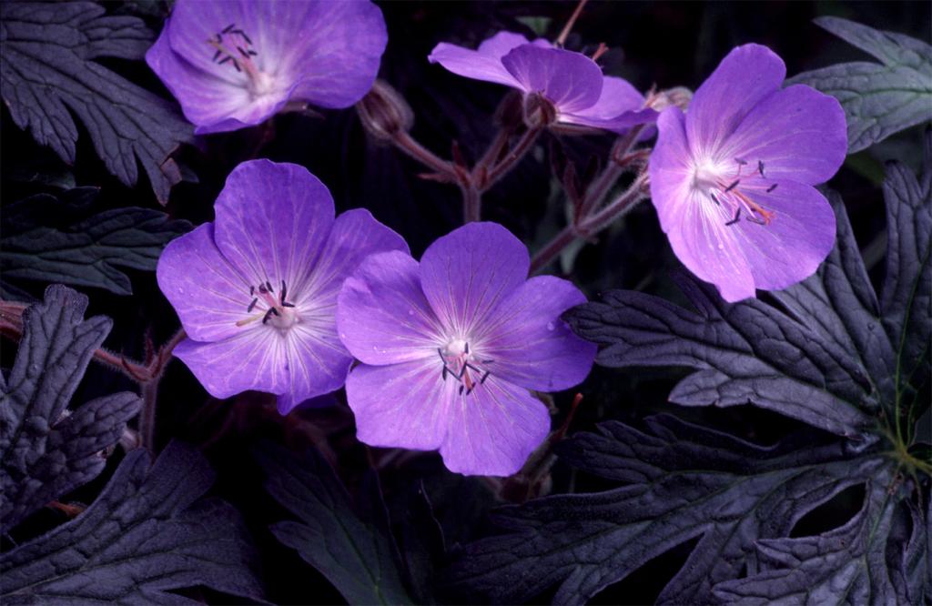 Geranium pratense, 'Purple Haze'