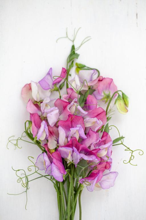 Lathyrus odoratus, 'Fire and Ice'