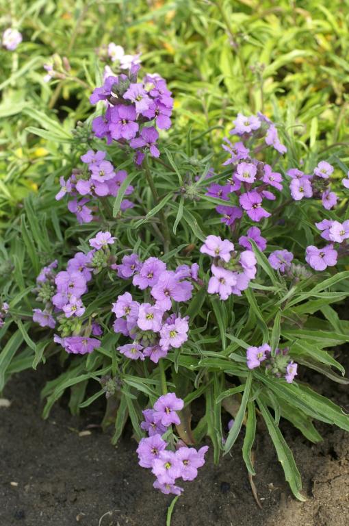 Erysimum linifolium, 'Little Kiss Lilac'