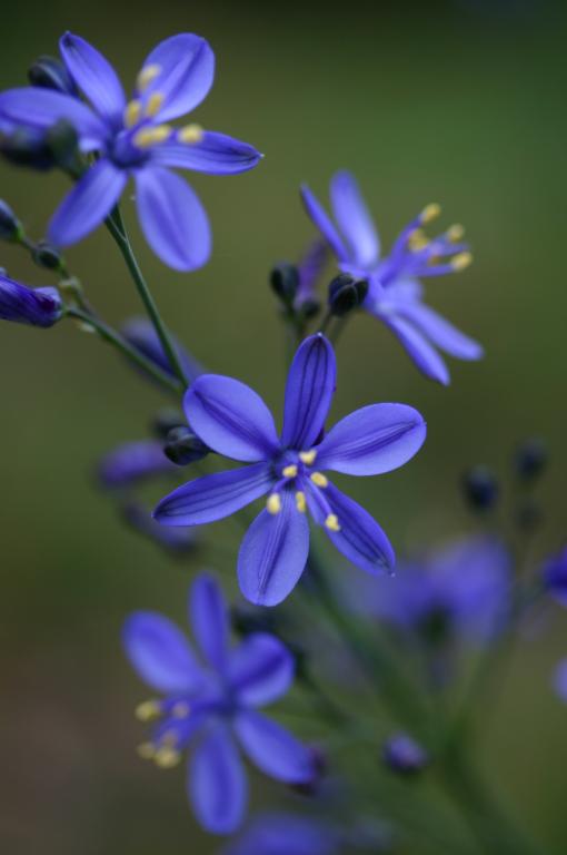 Pasithea caerulea