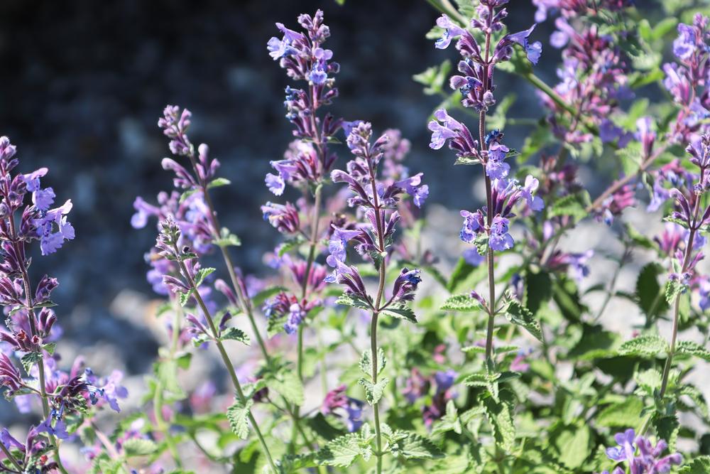 Nepeta mussinii