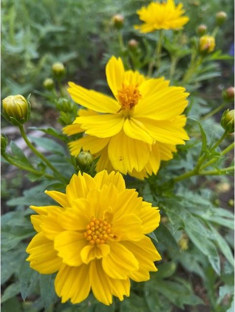 Cosmos sulphureus, 'Limara Lemon'