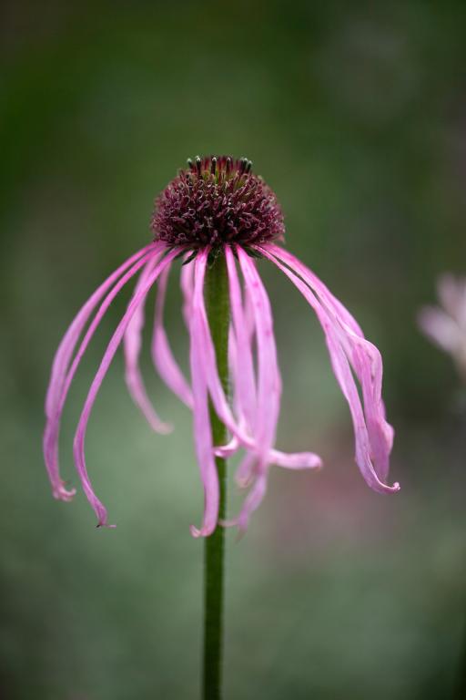 Echinacea pallida