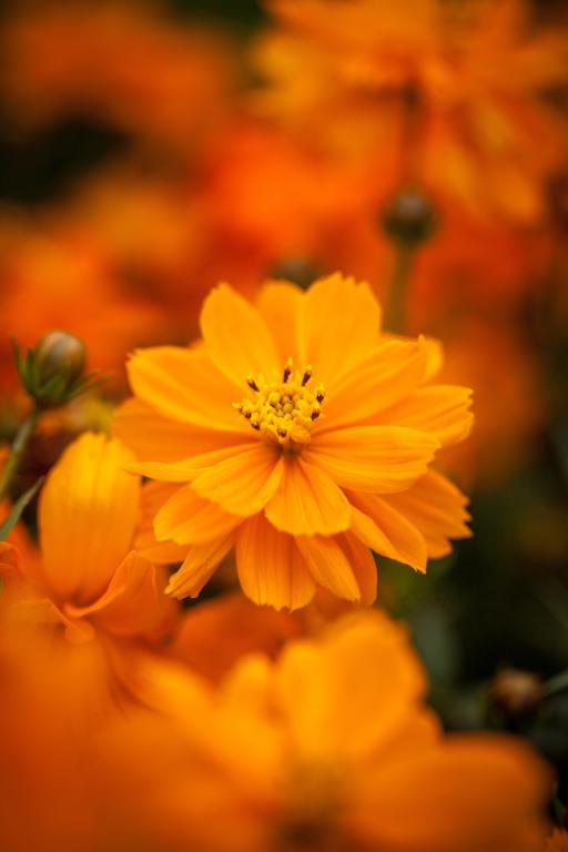 Cosmos sulphureus, 'Cosmic Orange'