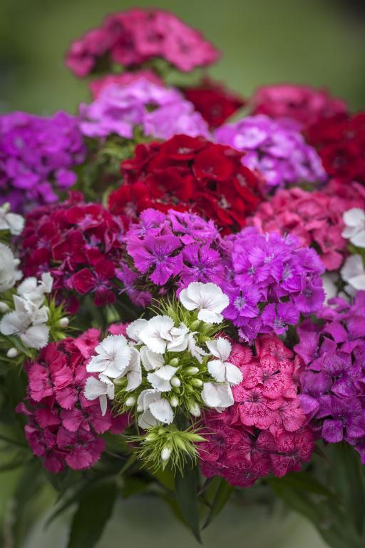 Dianthus barbatus, Mixed