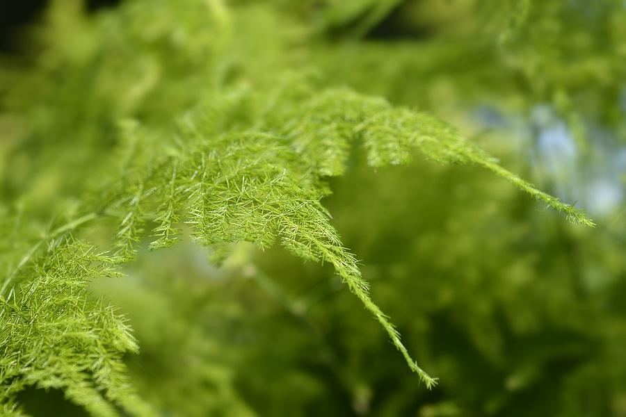 Asparagus setaceus