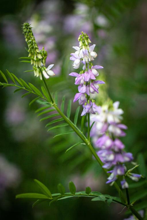Galega officinalis
