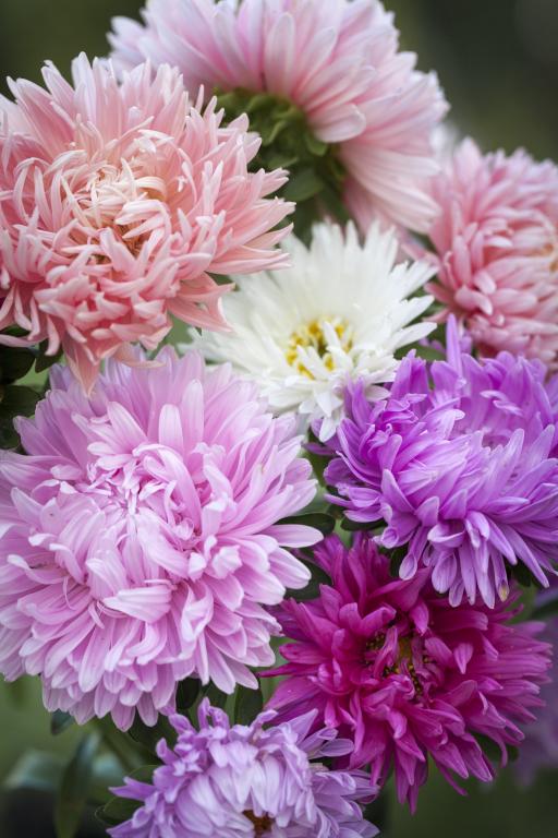 Callistephus chinensis, 'Duchesse Formula Mix'