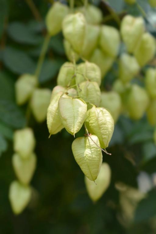 Koelreuteria paniculata