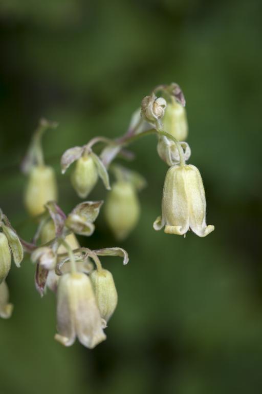 Clematis rehderiana