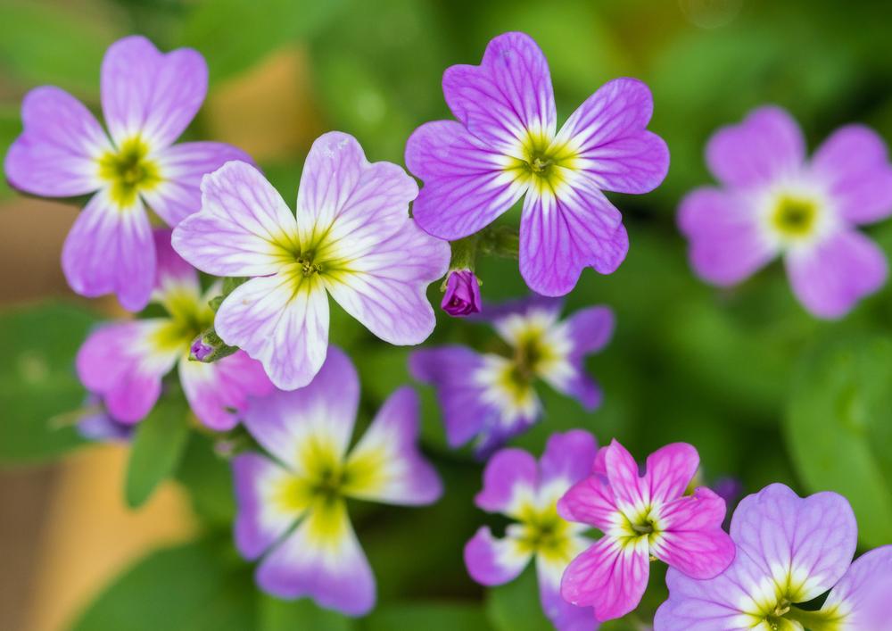 Malcolmia maritima