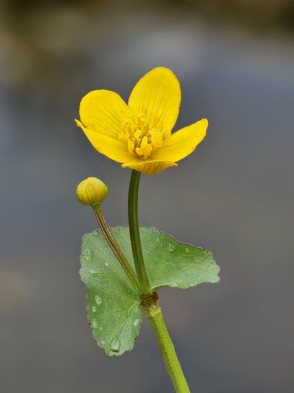 Caltha palustris