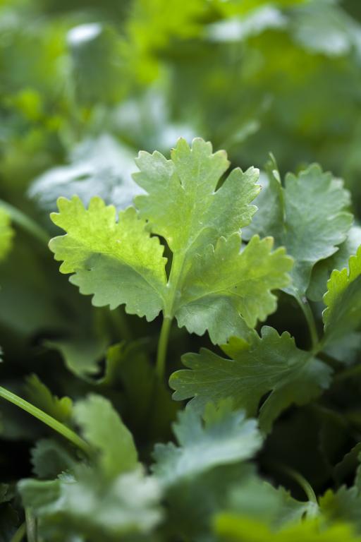 Coriander, 'Cilantro'