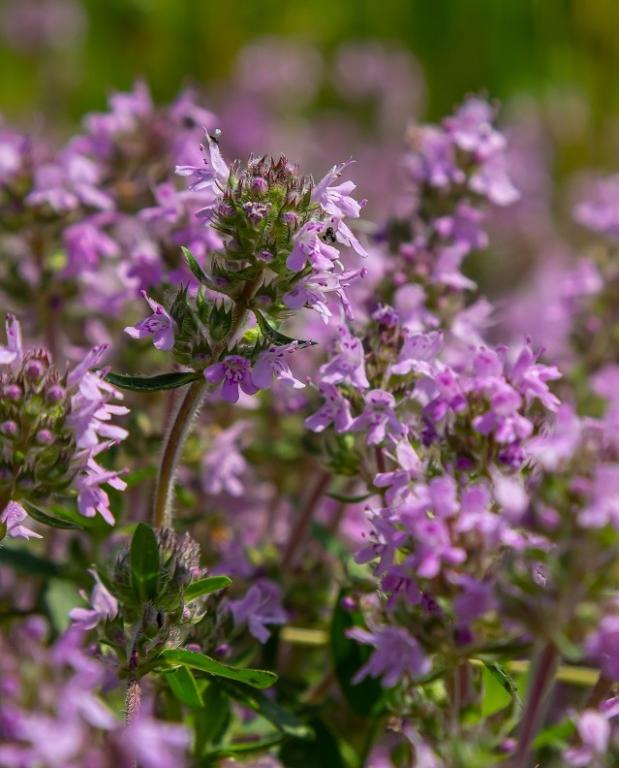 Thymus serpyllum