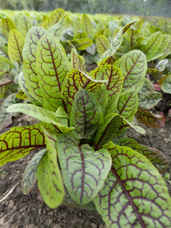 Sorrel Red Veined