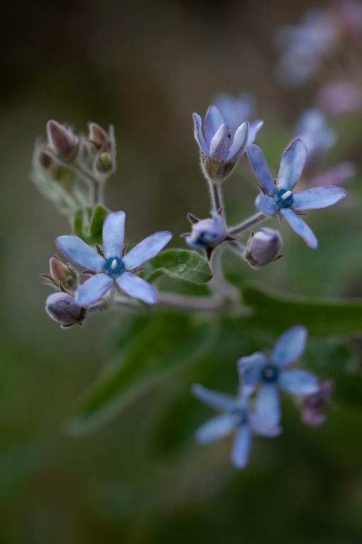 Tweedia caerulea, 'Heavenborn'