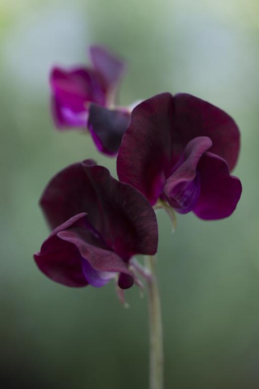 Lathyrus odoratus, 'Beaujolais'