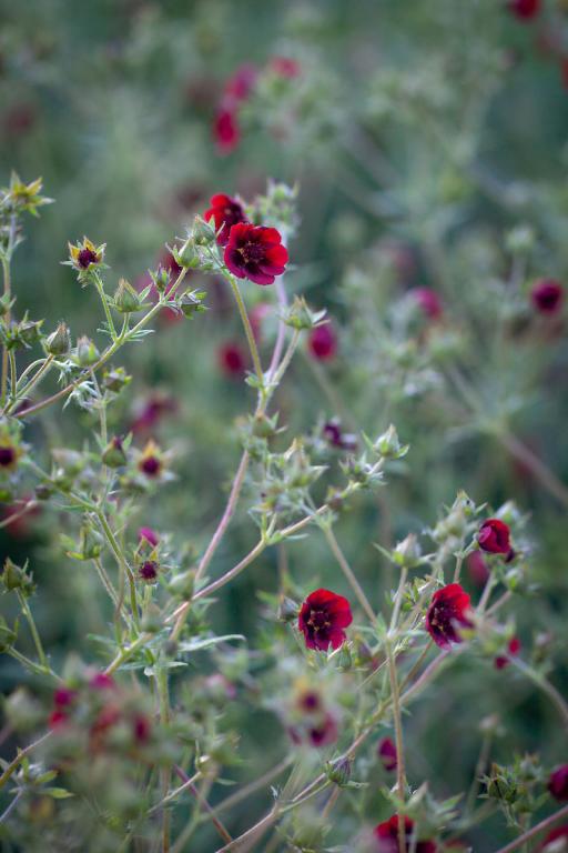 Potentilla thurberi, 'Monarch's Velvet'