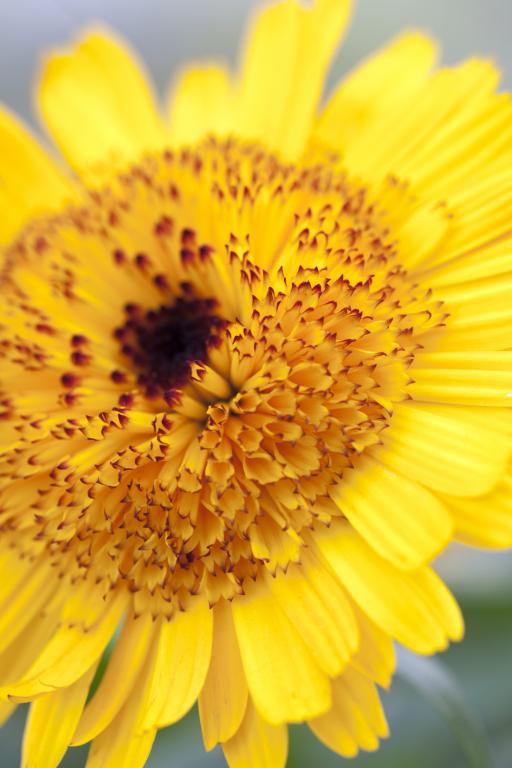 Calendula officinalis, 'Kablouna Intense Yellow'