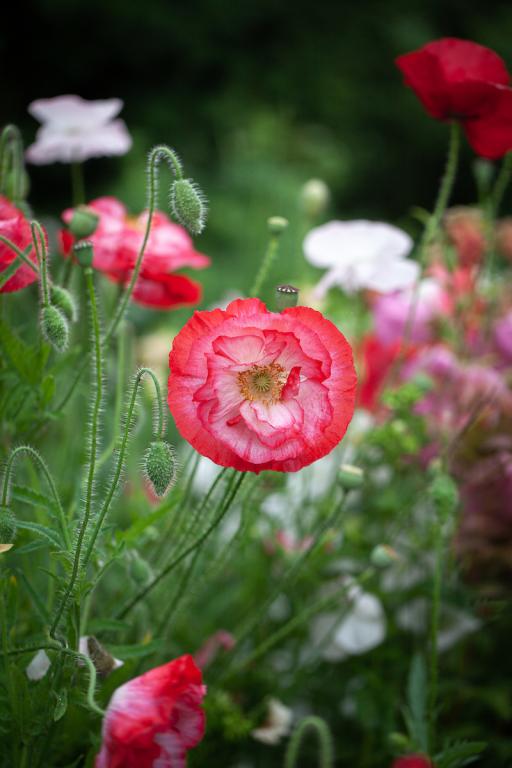 Papaver rhoeas Double Choice, Mixed Colours