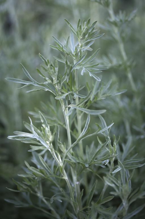 Artemisia absinthium