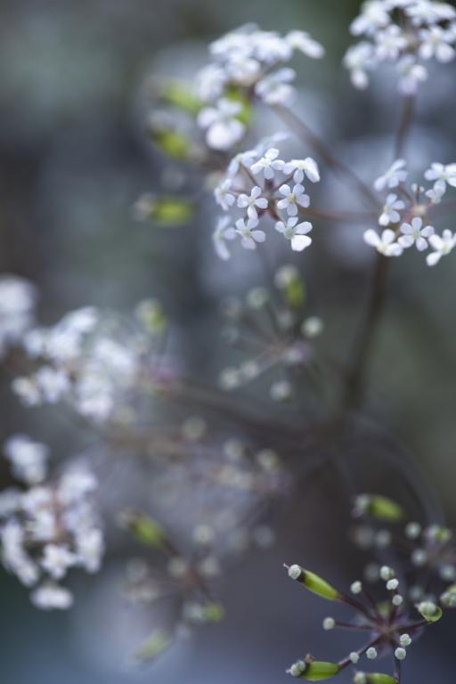 Anthriscus sylvestris, 'Ravenswing'