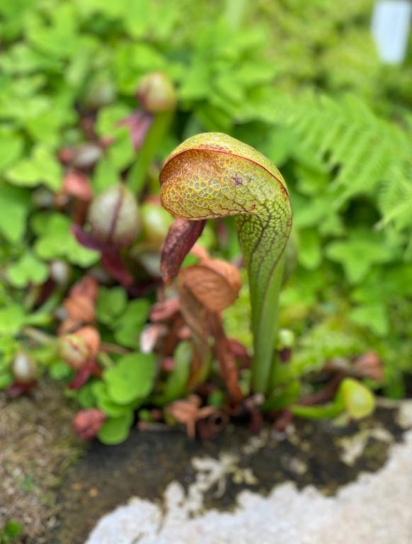 Darlingtonia californica