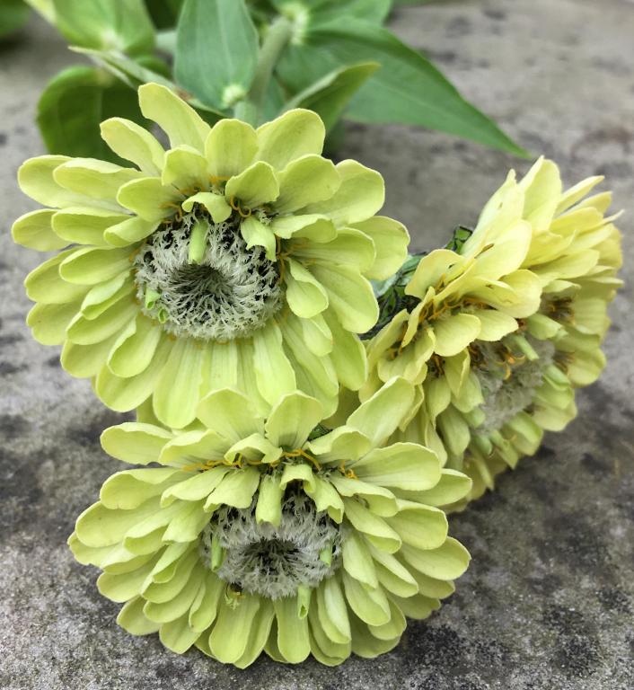 Zinnia elegans, 'Benary's Giant Lime'