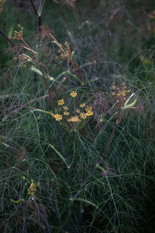Sweet Fennel, Bronze Form