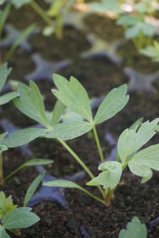 Lovage