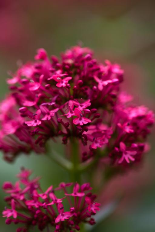 Centranthus ruber