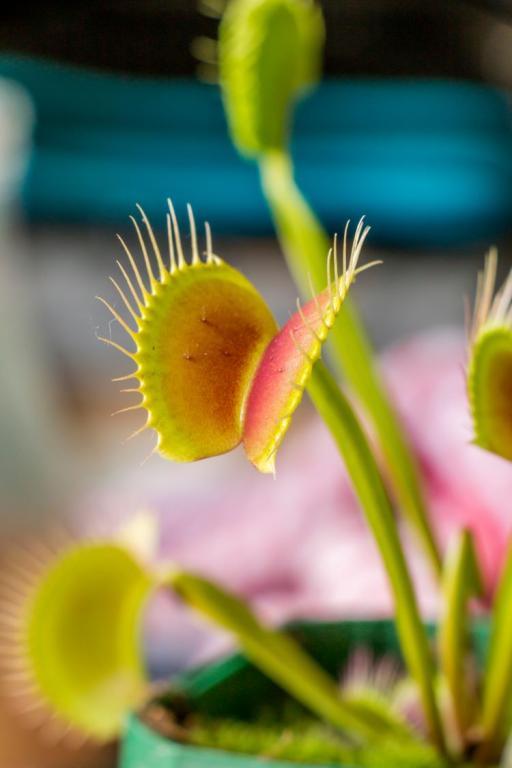 Dionaea muscipula