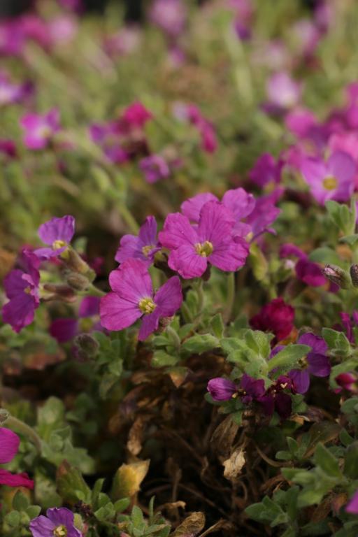 Aubrieta x cultorum, 'Cascade Royal Red'