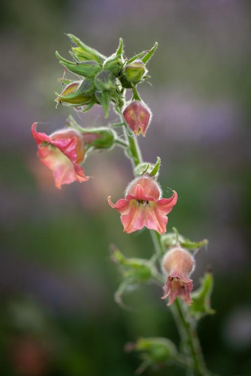 Nicotiana glutinosa