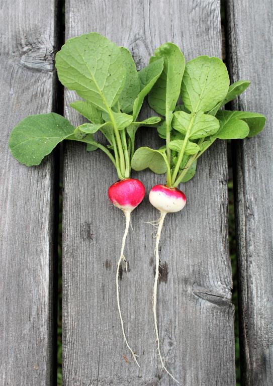 Radish, 'Sparkler'