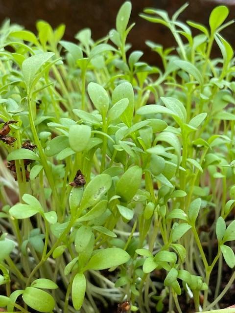 Cress Fine Curled