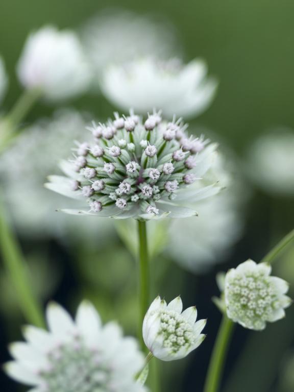 Astrantia major
