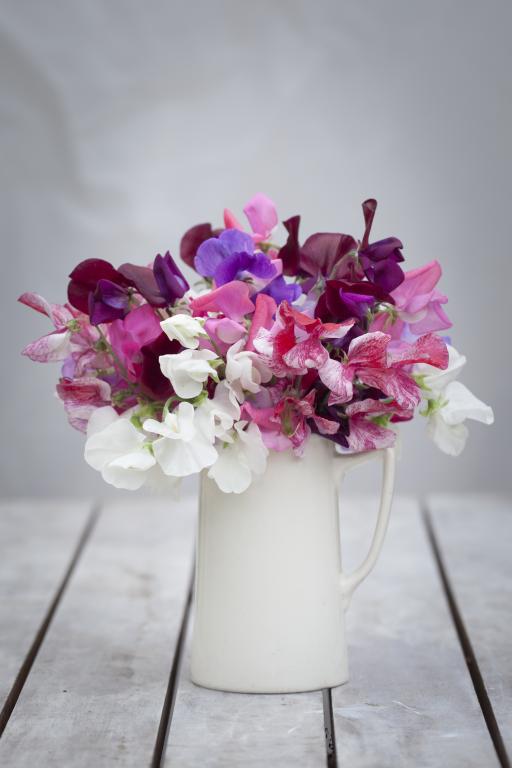 Lathyrus odoratus, Mixed Varieties