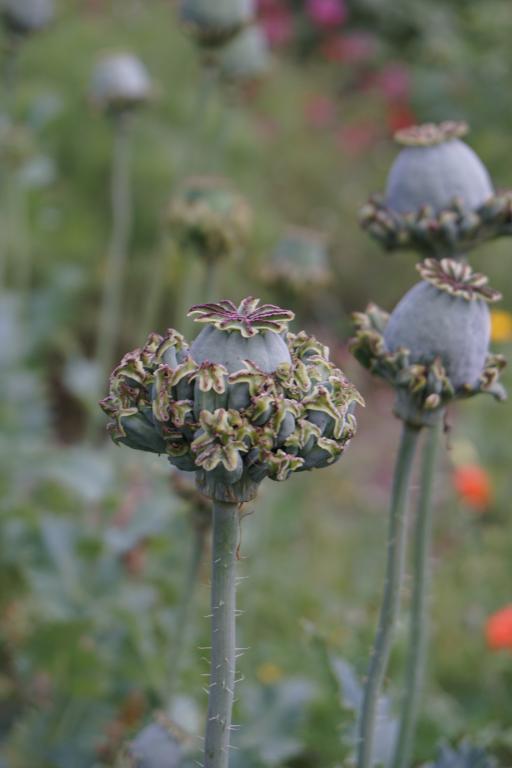 Papaver somniferum, 'Hen and Chickens'