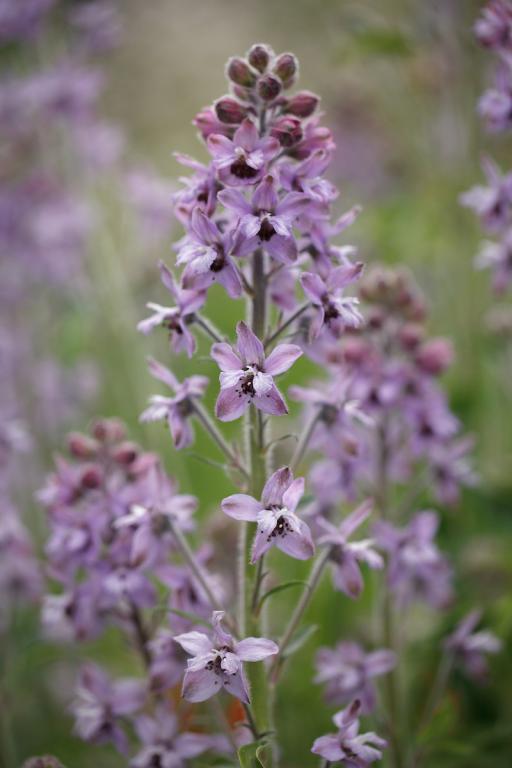 Delphinium requienii