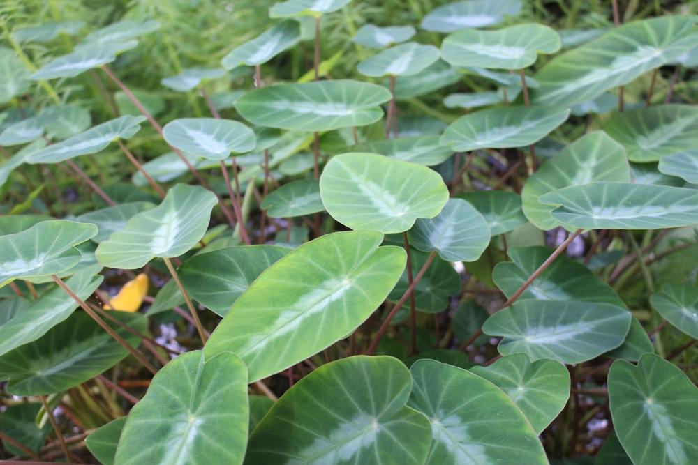 Colocasia fallax