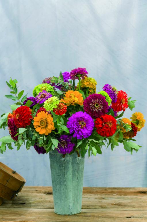 Zinnia elegans, 'Benary's Giant Mix'